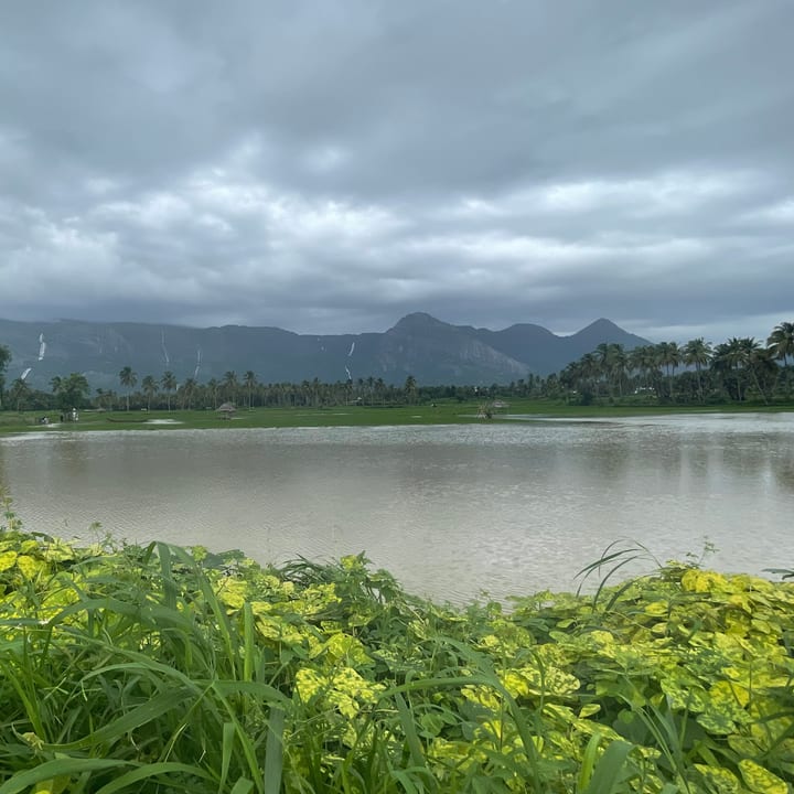 A broad brown lake beneath heavy grey clouds, with a distant ridge of mountains, coconut palms along the far shore and bright green leaves in the foreground.