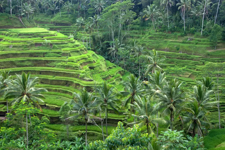 Bright green stepped rice terraces with coconut palms in Bali.