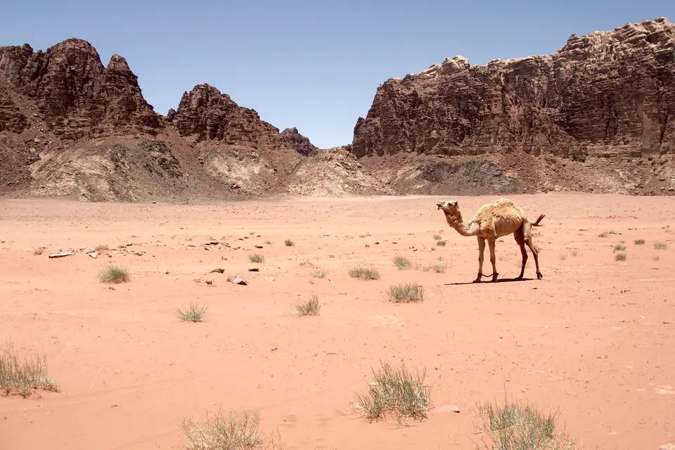 A single camel walking across a wide desert plain in Wadi Rum with rocky mountains behind.