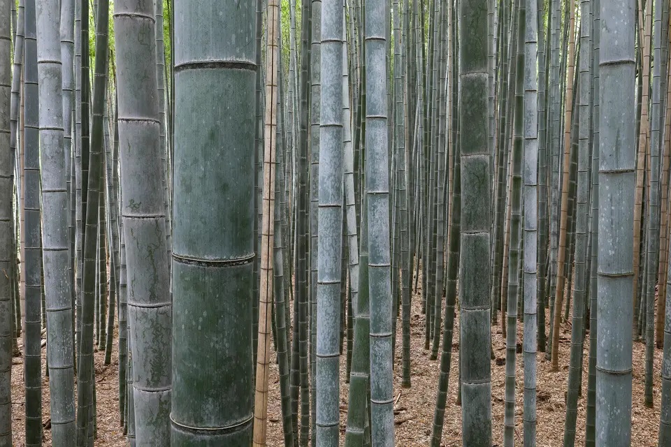 Tall green bamboo stalks in the Arashiyama bamboo forest in Kyoto.