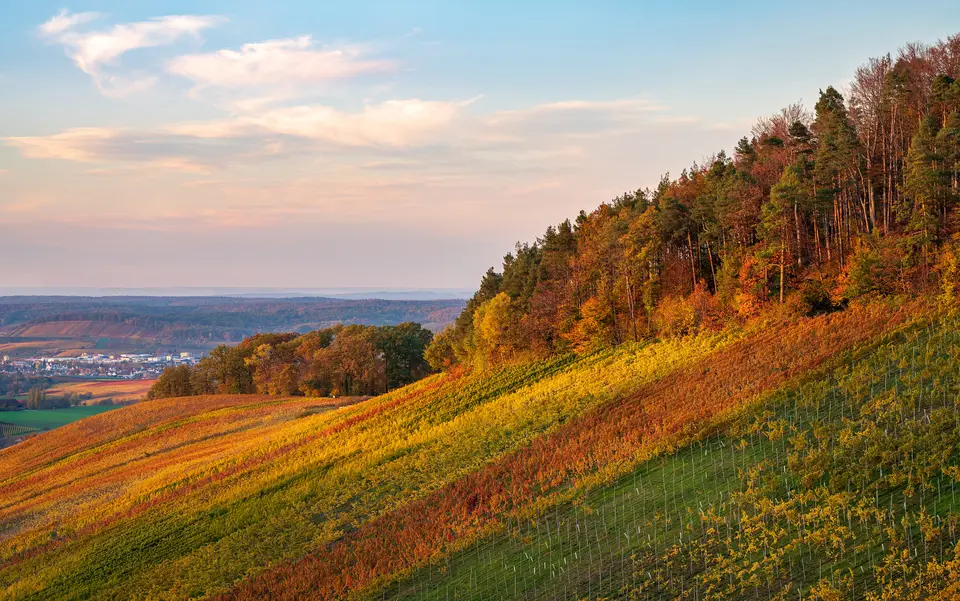Vineyards in orange and gold autumn colour beside a forest edge on a hillside in Baden-Württemberg, Germany.