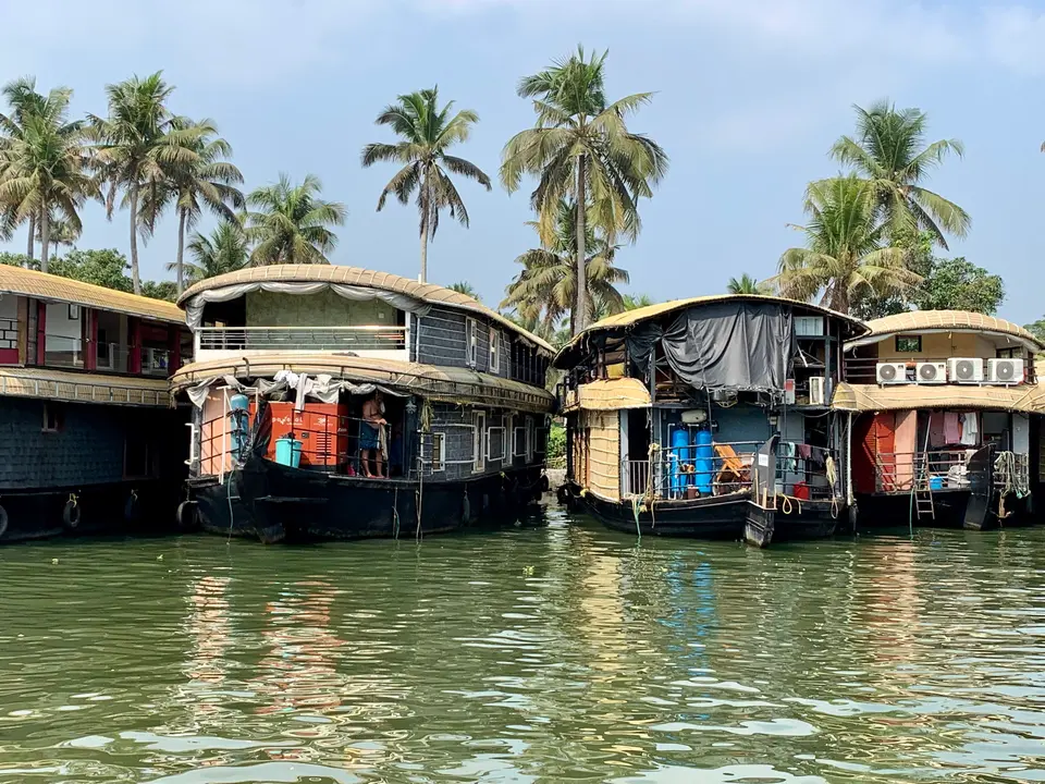 Three traditional houseboats moored beside palm trees on green water in the Alappuzha backwaters.
